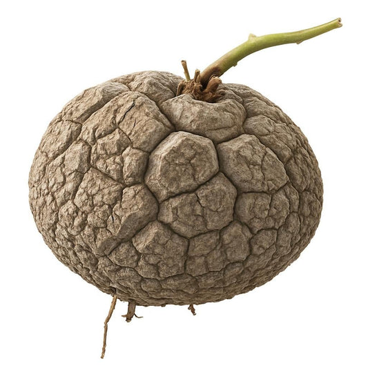 Dioscorea elephantipes - Succulux