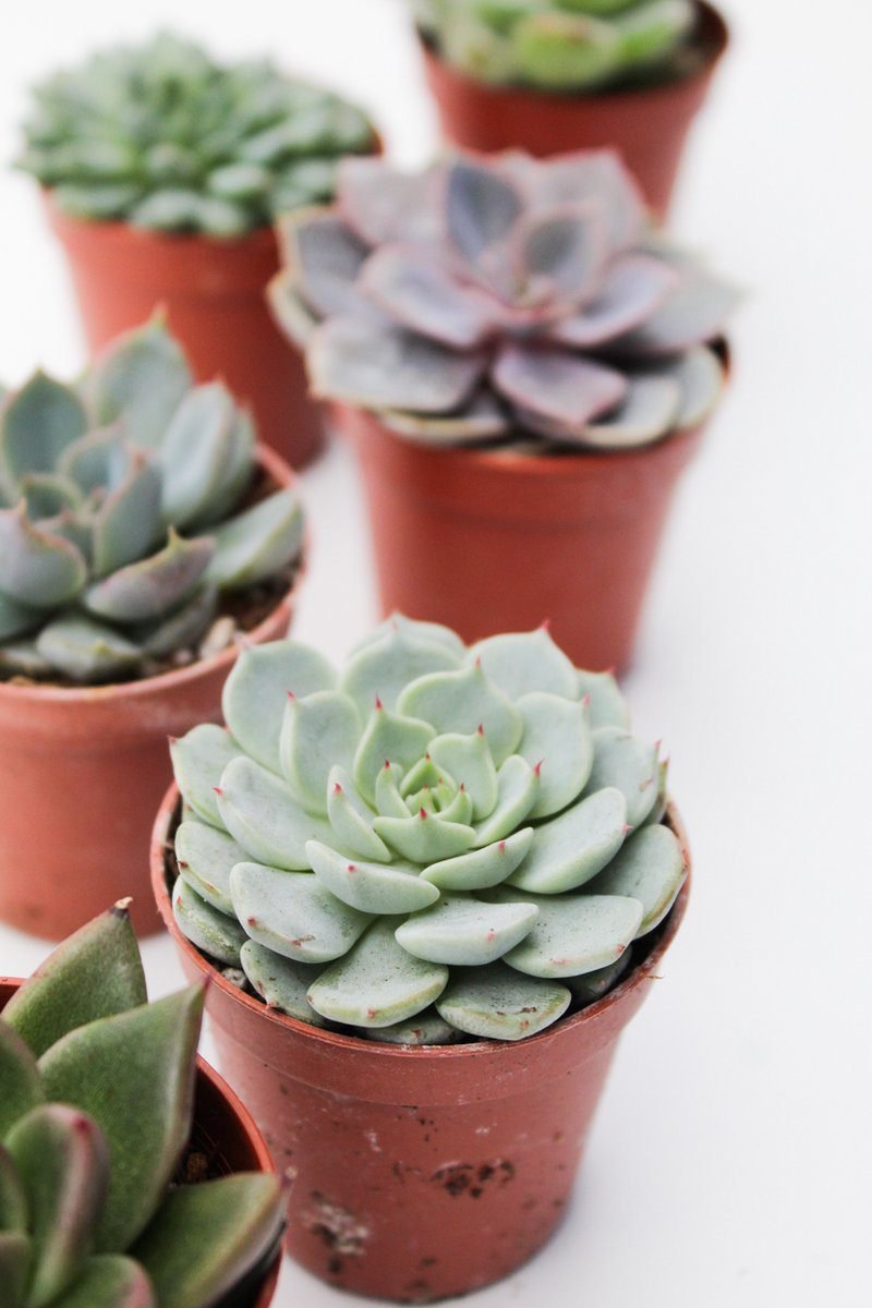 Echeveria mini mix 6 stuks - Succulux