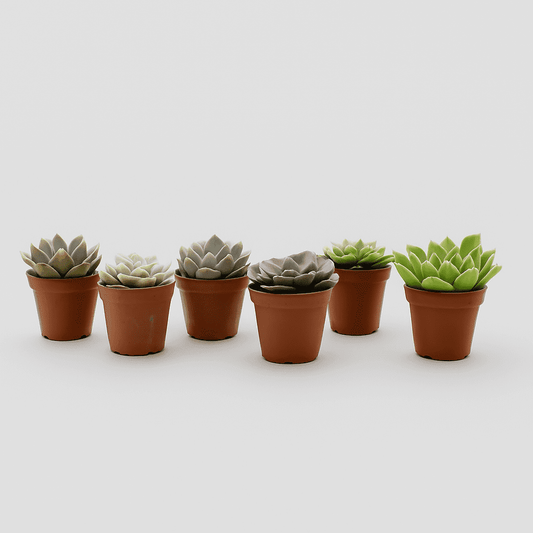 Echeveria mini mix 6 stuks - Succulux