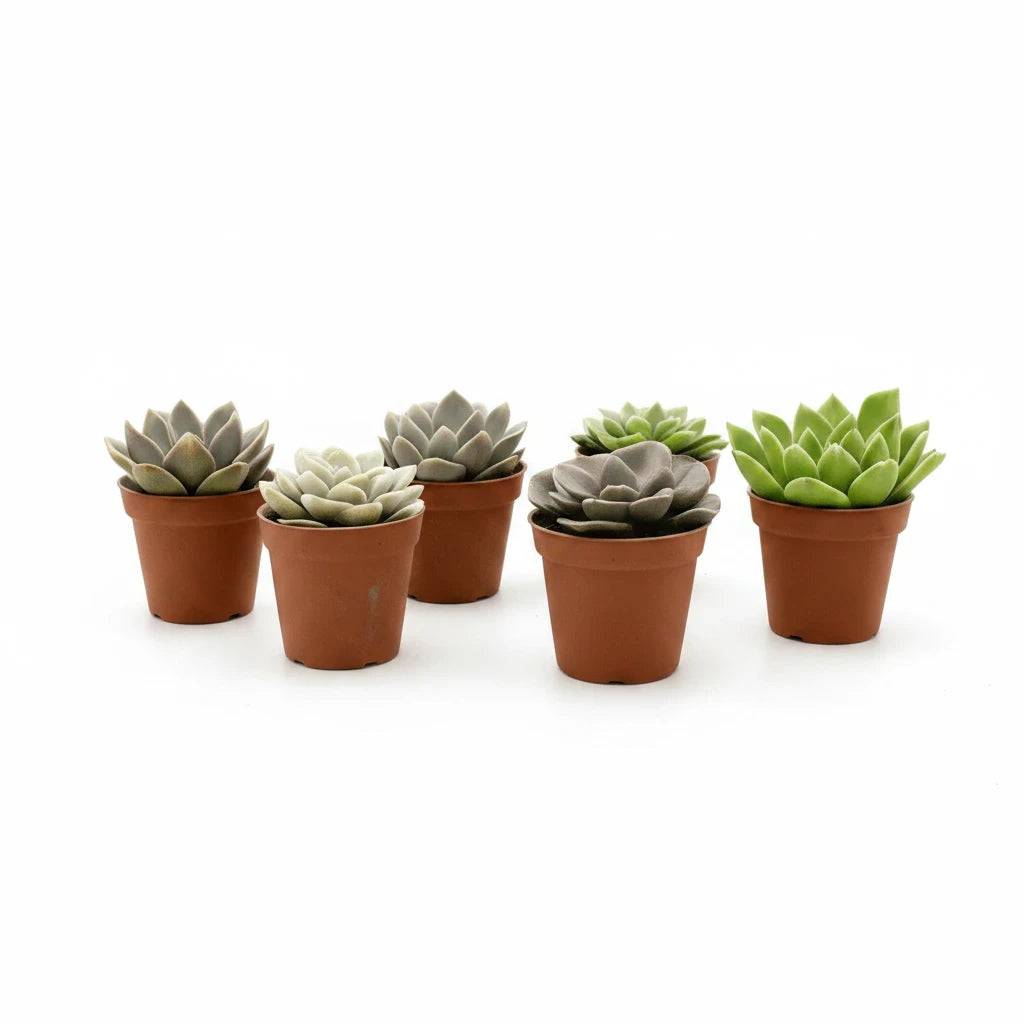 Set van zes succulux Echeveria mini vetplanten in terracotta potjes met diverse kleuren en bladvormen.