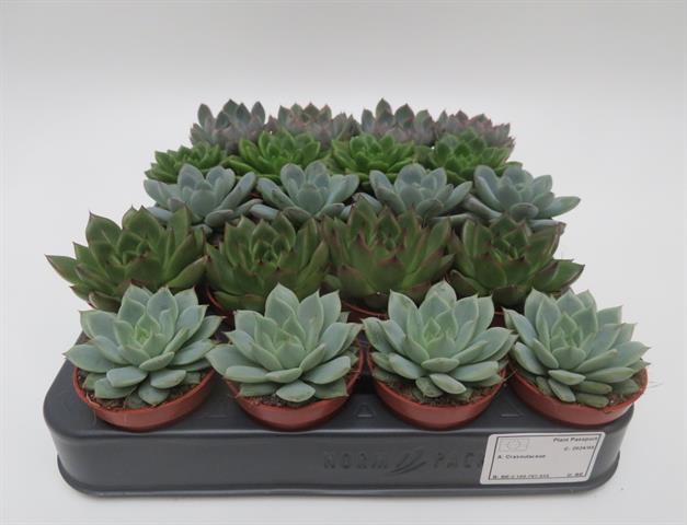 Echeveria mix, gemengde echeveria rozetten, potmaat 5,5 cm