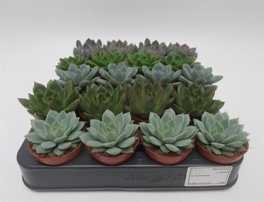 Echeveria mix, gemengde echeveria rozetten, potmaat 5,5 cm