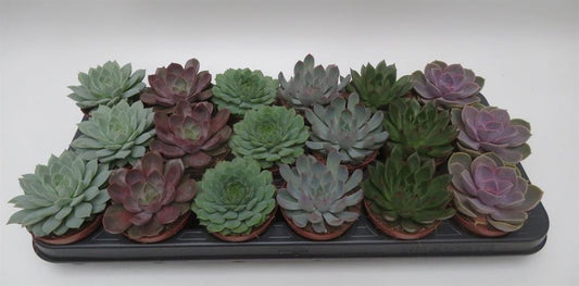Echeveria mix, gemengde echeveria rozetten, potmaat 8,5 cm