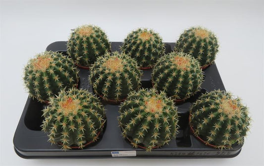 Echinocactus grusonii var. brevispinus, goudgele bolcactus, potmaat 8,5 cm
