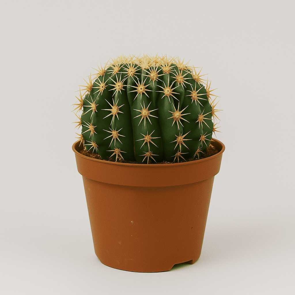 Echinocactus - Succulux