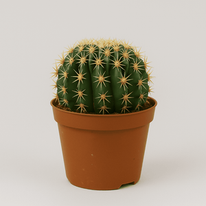 Echinocactus