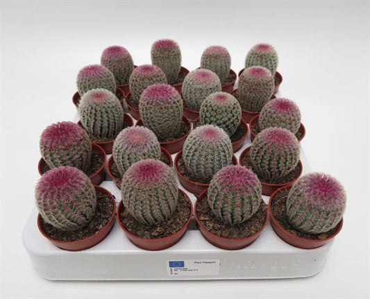 Echinocereus rigidissimus var. rubrispinus met roze doorns, potmaat 5,5 cm