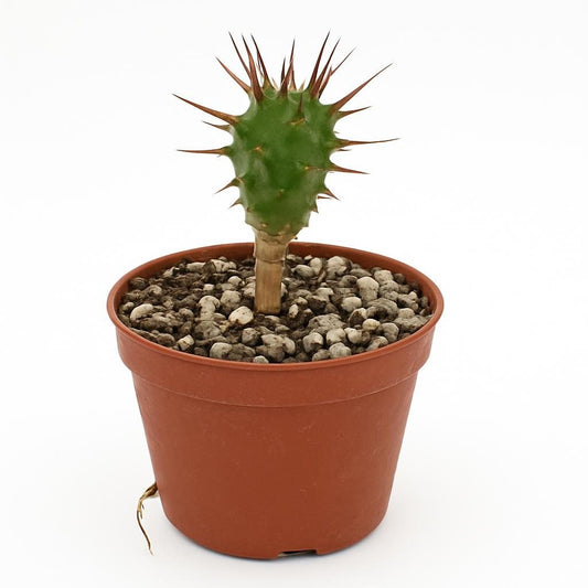 Euphorbia enopla - Succulux