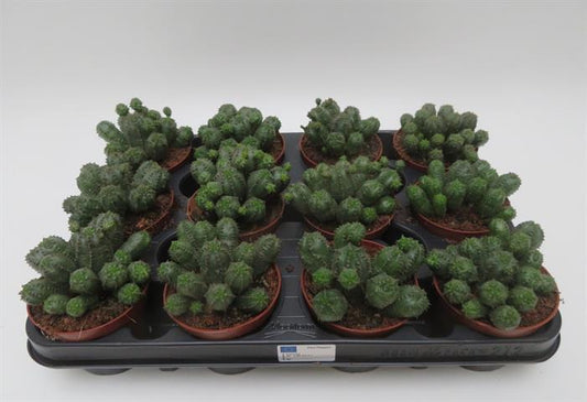 Euphorbia globosa hybride met gestapelde bolletjes, potmaat 8,5 cm