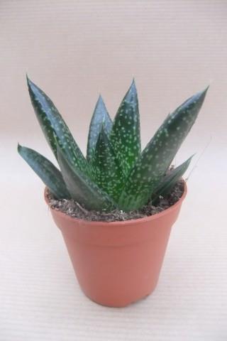 Gasteria D due met gespikkelde tongvormige bladeren, potmaat 5,5 cm