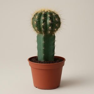 Geënte bolcactus potmaat 8,5 cm