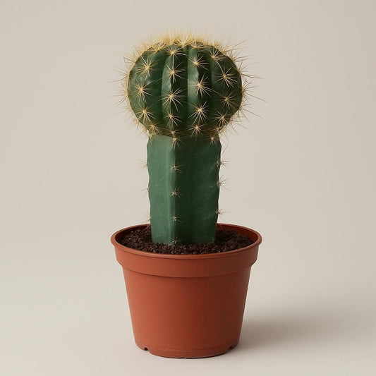 Geente bolcactus potmaat 8,5 cm - Succulux