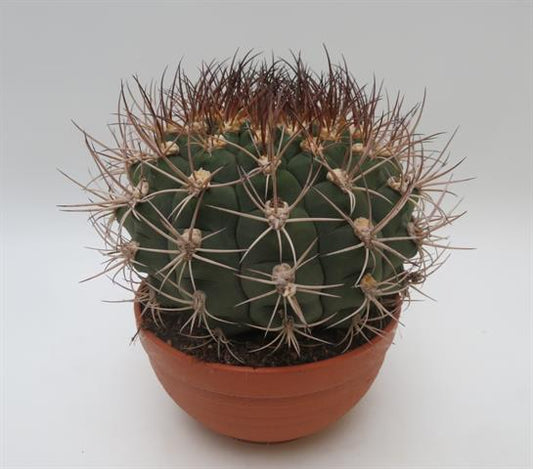 Gymnocalycium saglione, brede bolcactus met gekromde stekels, potmaat 17 cm