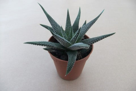Haworthia concolor, compacte groene rozet, potmaat 5,5 cm