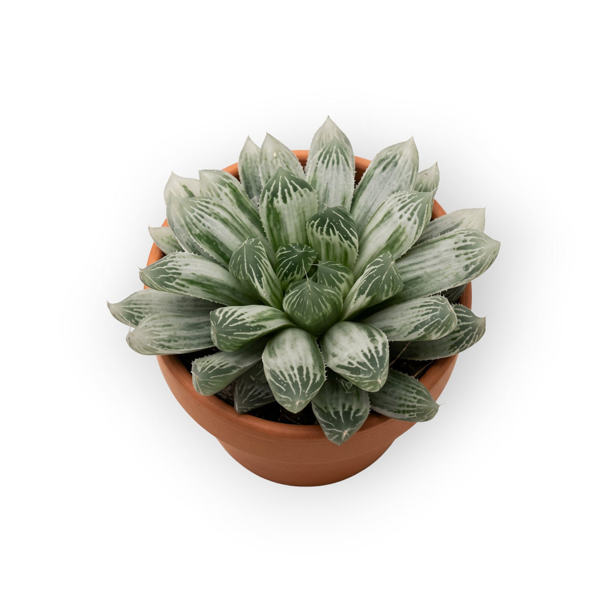 succulux Haworthia cooperii var. pilifera Silverswirl vetplant met zilverwitte bladeren in een terracotta kweekpot