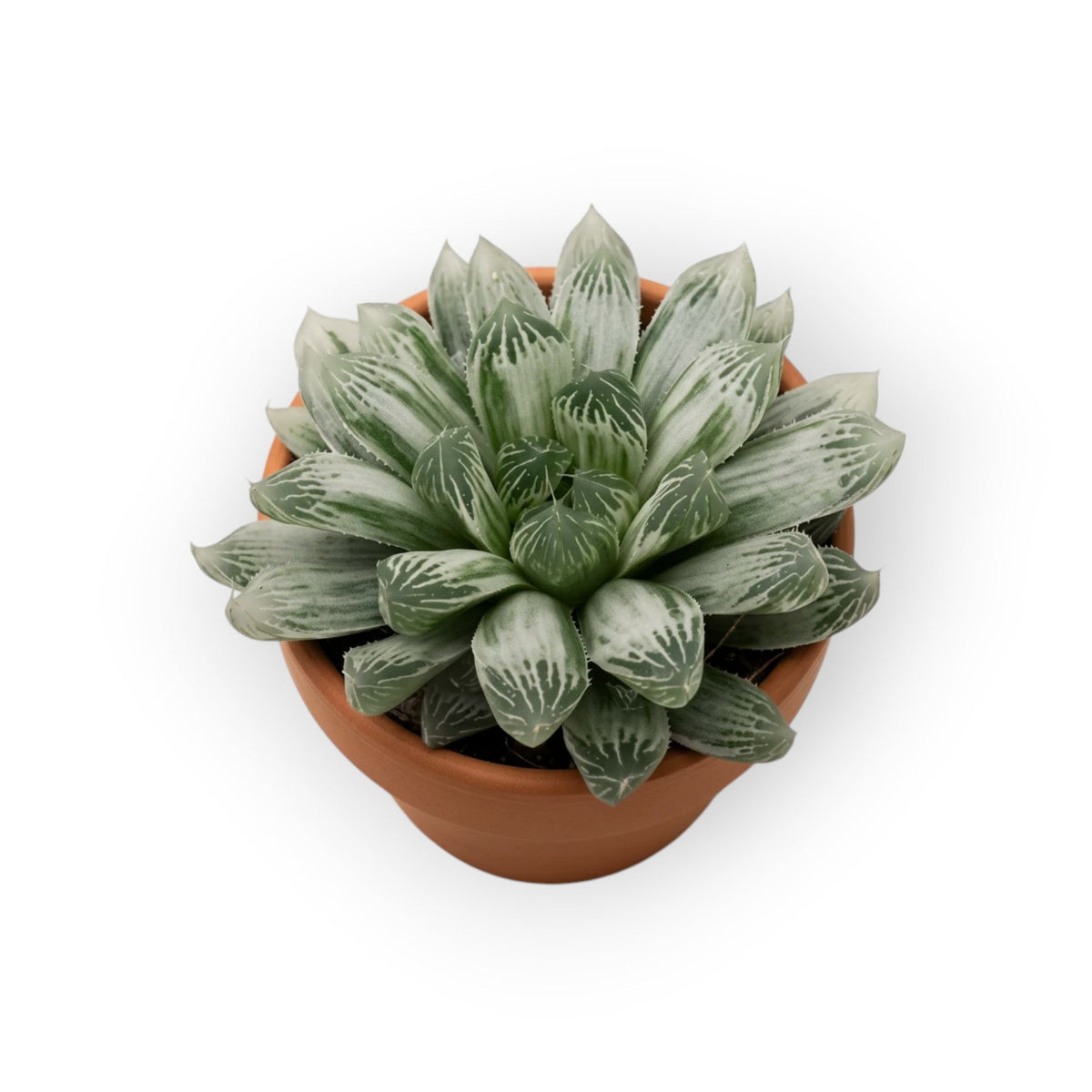 succulux Haworthia cooperii var. pilifera Silverswirl vetplant met zilverwitte bladeren in een terracotta pot