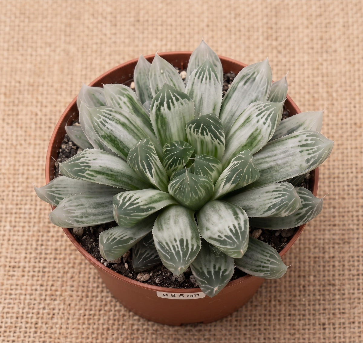 succulux Haworthia cooperii var. pilifera Silverswirl vetplant met zilverwitte bladeren in een kweekpot van 8 cm