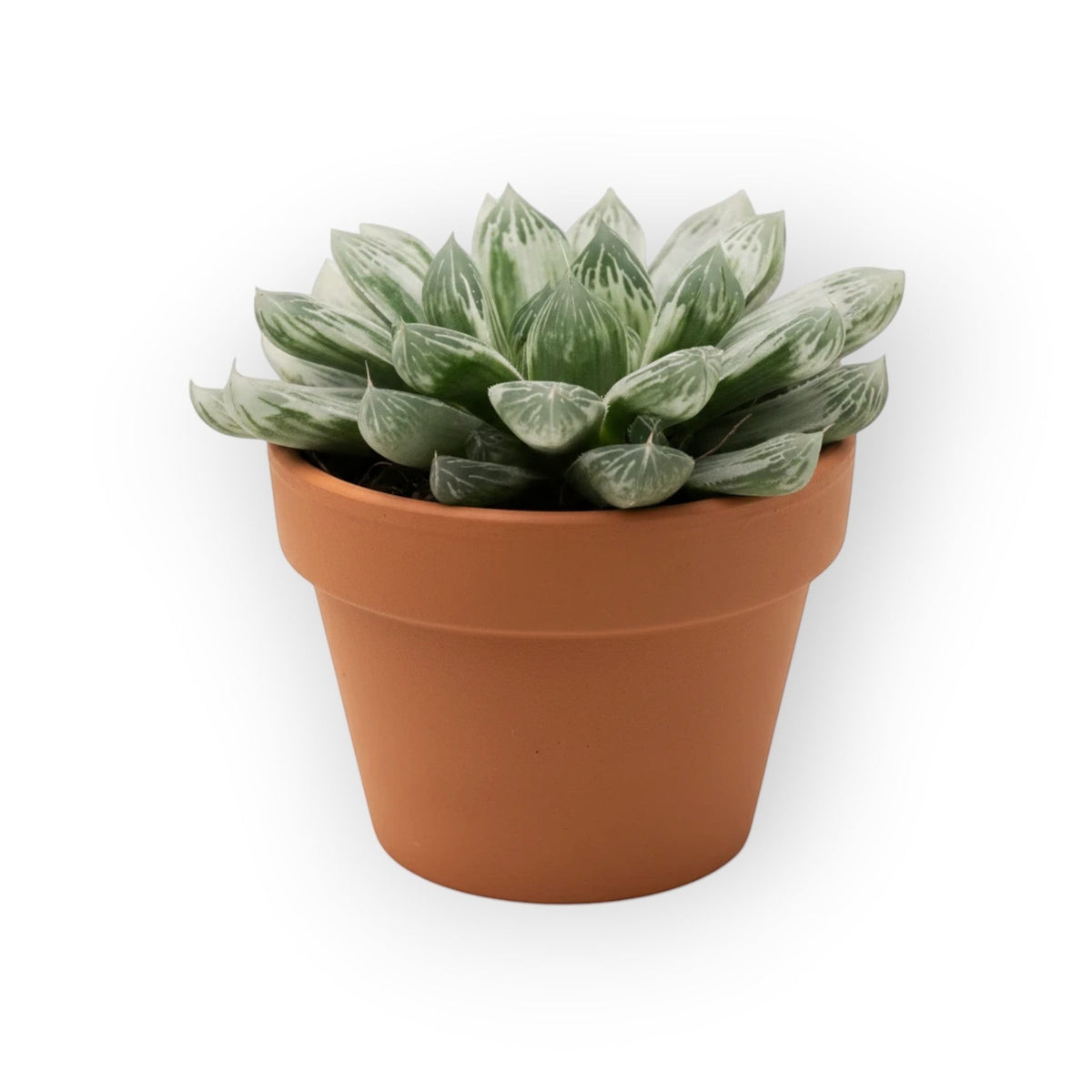 succulux Haworthia cooperii Silverswirl vetplant met zilverwitte bladeren in een terracotta kweekpot