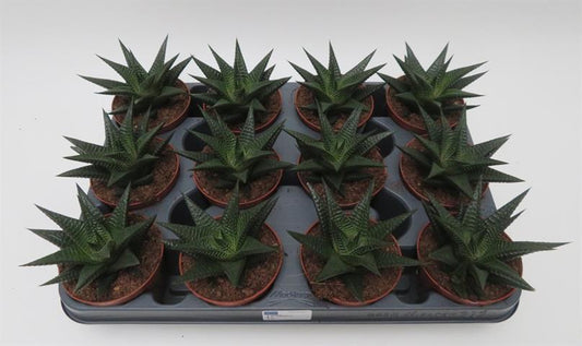 Haworthia limifolia met geribbelde driehoekige bladeren, potmaat 8,5 cm
