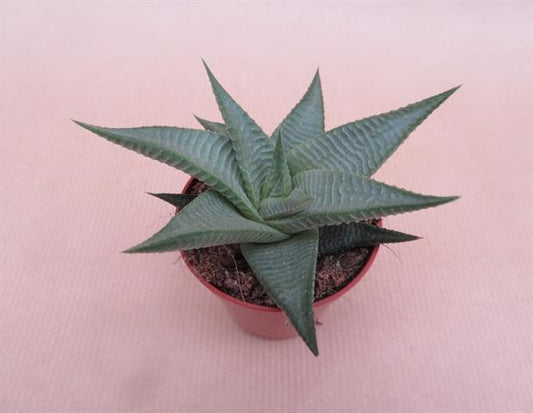 Haworthia limifolia Roux met roodbruine bladeren, potmaat 5,5 cm