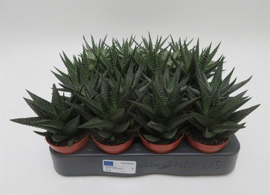 Haworthia mix, gemengde haworthia soorten, potmaat 5,5 cm