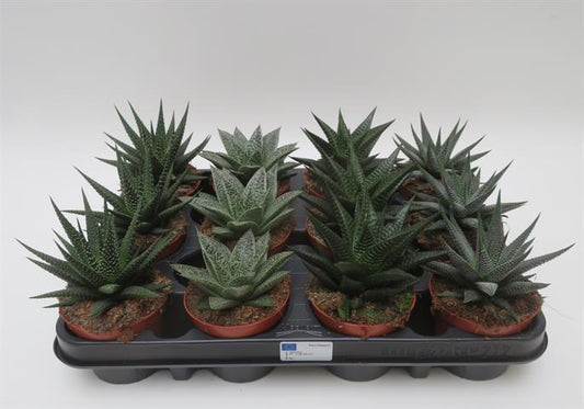 Haworthia mix in gemengde soorten, potmaat 8,5 cm