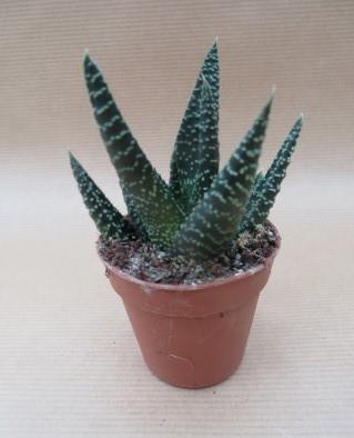 Haworthia Royal Highness, compacte rozet, potmaat 5,5 cm