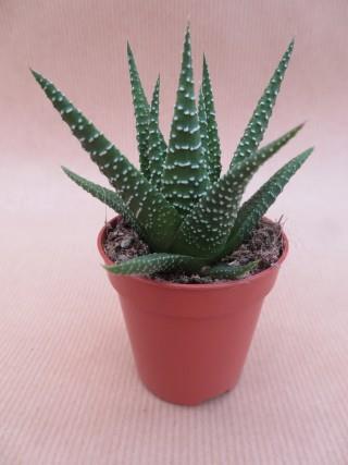 Haworthia universe, gestreepte rozet, potmaat 5,5 cm