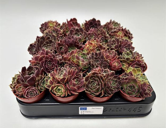 Jovibarba heuffelii, compacte rozetten, potmaat 5,5 cm