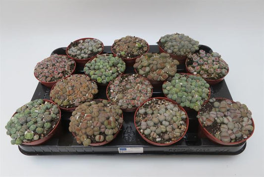 Lithops mix, levende stenen in verschillende soorten, potmaat 8,5 cm