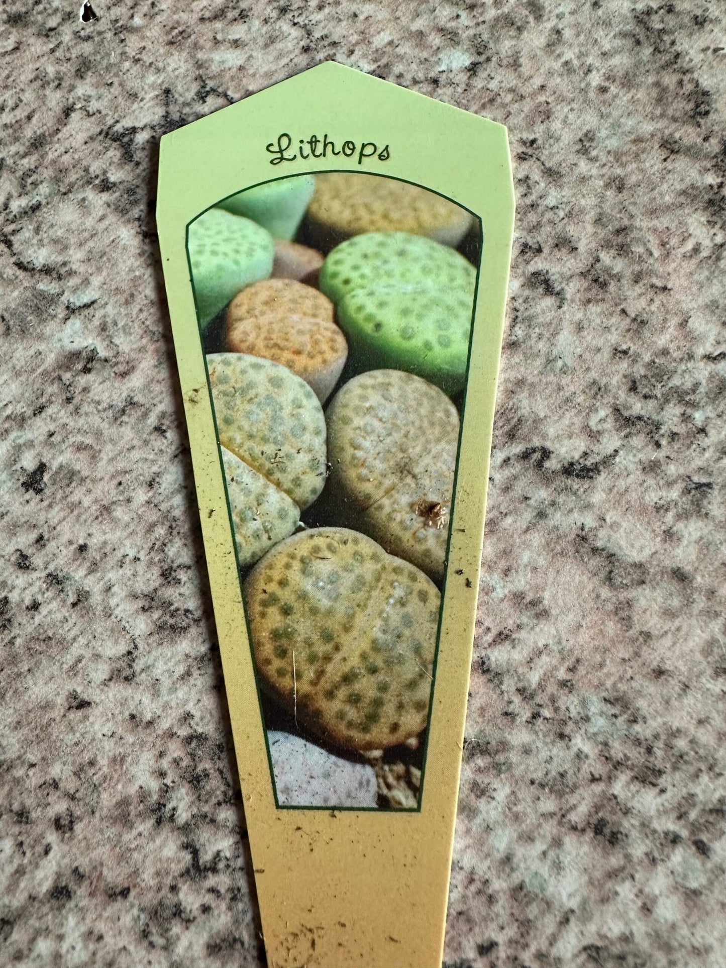 Lithops potmaat 8,5 cm - Succulux