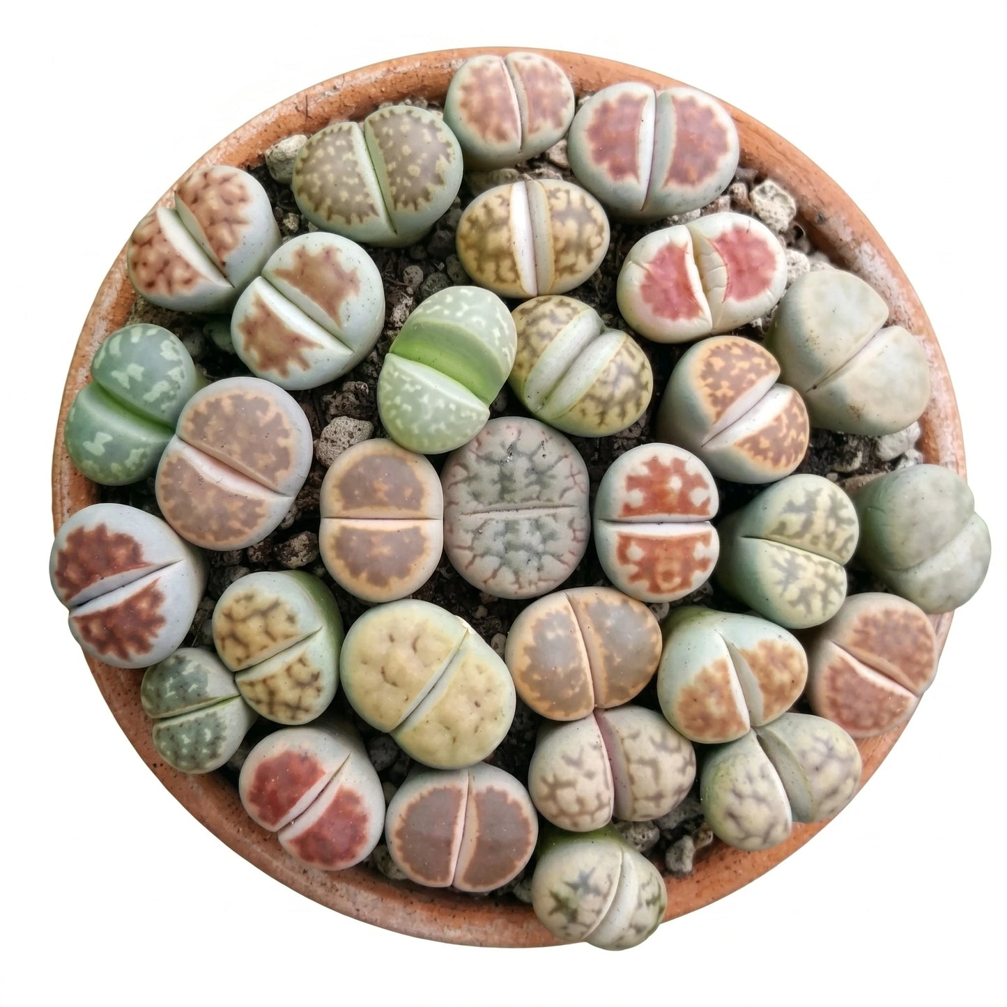 Lithops potmaat 8,5 cm - Succulux