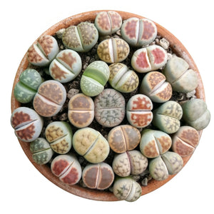 Lithops / levende stenen potmaat 8,5 cm