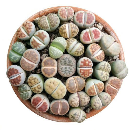 Lithops potmaat 8,5 cm - Succulux