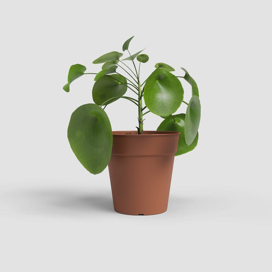 Madagaskar kunststofpot Terracotta - Succulux