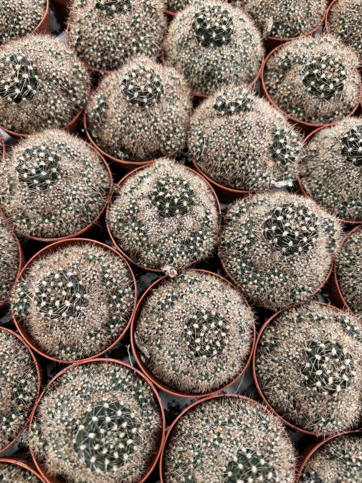 Mammillaria cactus potmaat 5,5 cm - Succulux