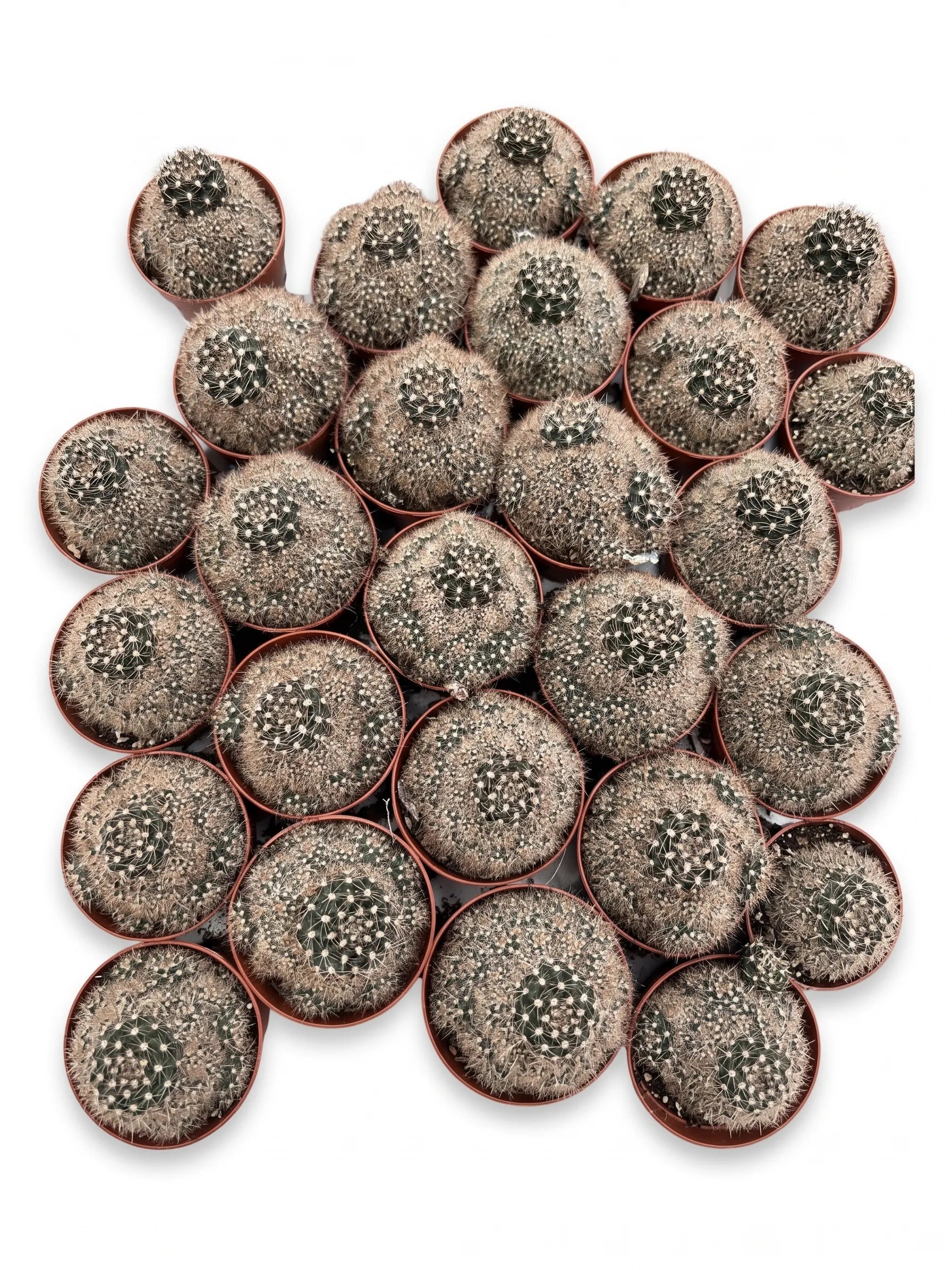 Mammillaria cactus potmaat 5,5 cm - Succulux