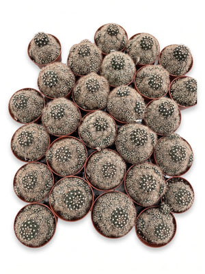 Mammillaria cactus potmaat 5,5 cm