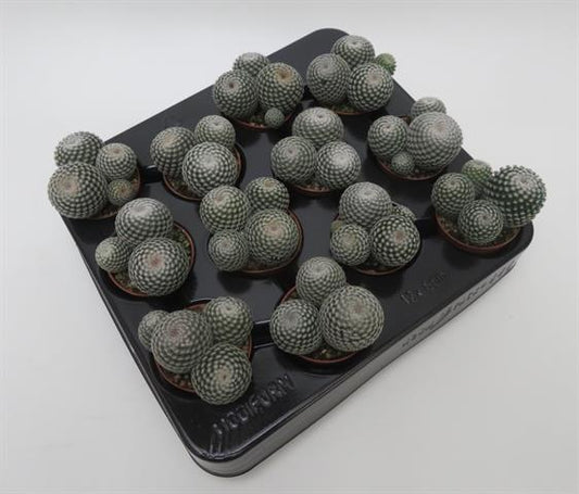 Mammillaria perbella XL, bolcactus met witte doorns, potmaat 5,5 cm