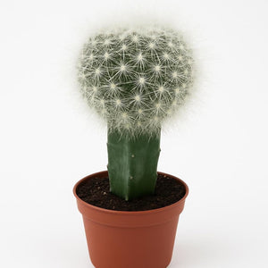 Mammillaria senilis geënt op myrtillocactus, potmaat 8,5 cm