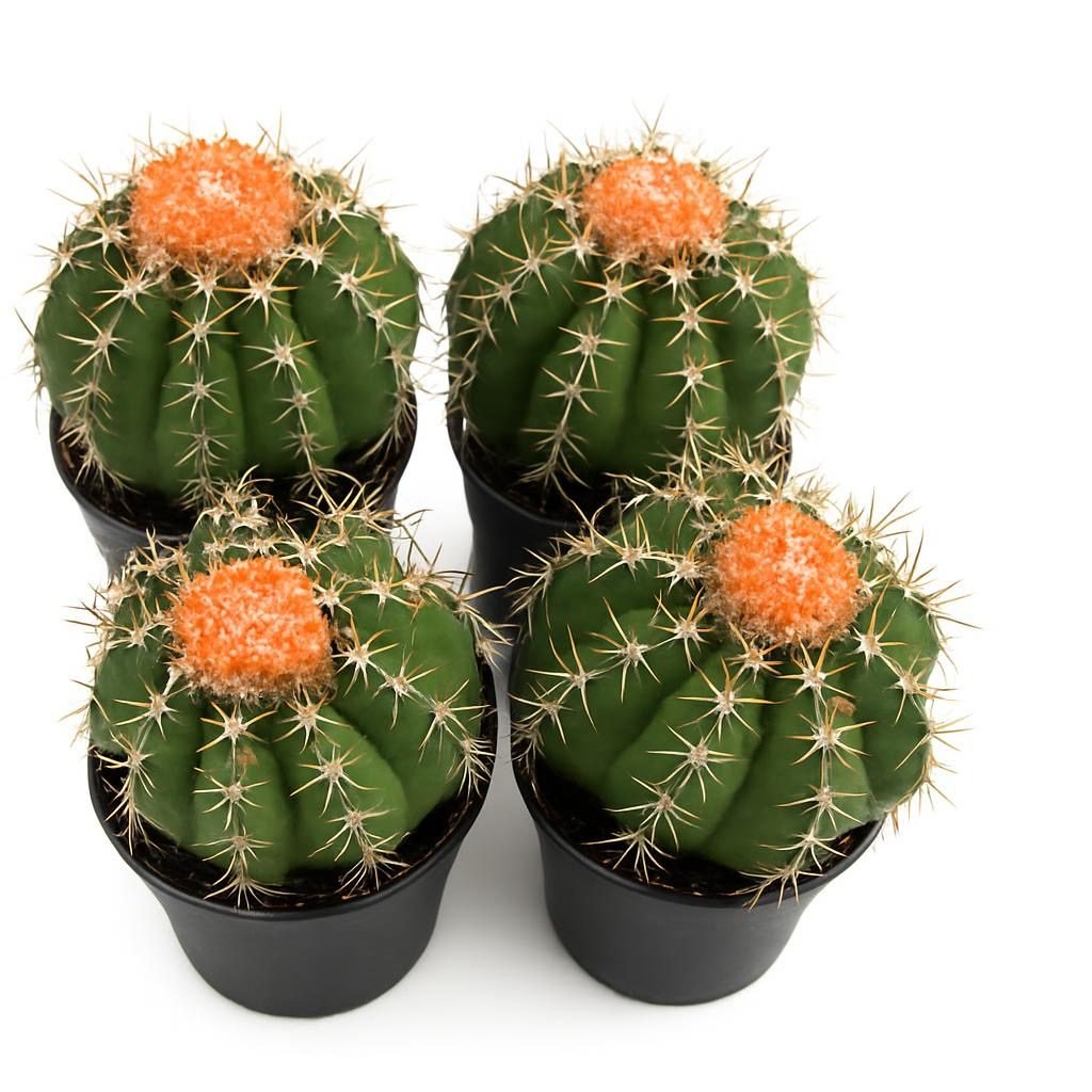 Melocactus matanzanus potmaat 10,5 cm - Succulux