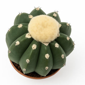 Melocactus maxonii