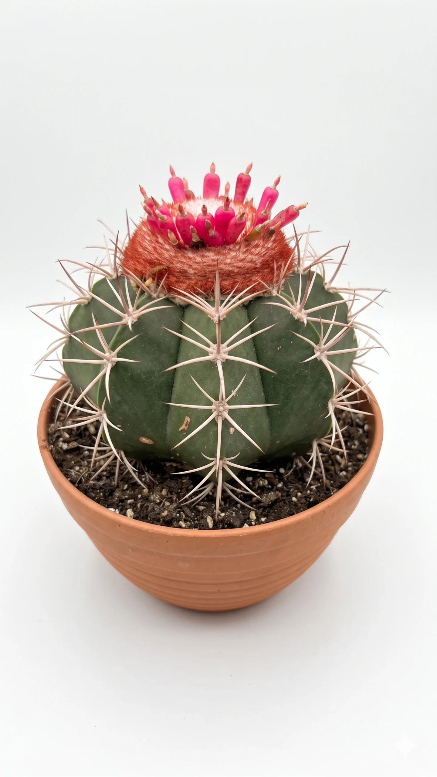 Meloencactus potmaat 10,5 cm - Succulux