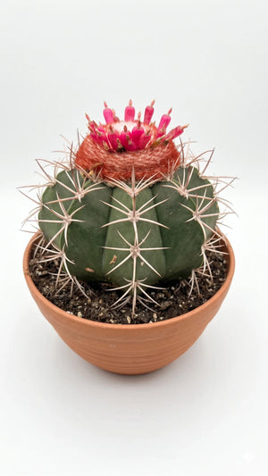 Meloencactus potmaat 10,5 cm