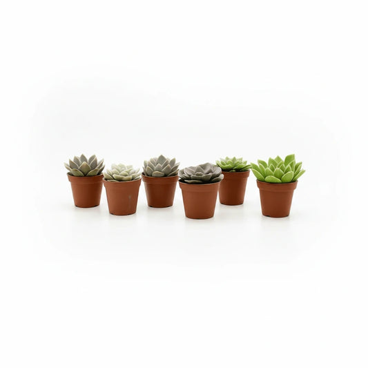 Set van zes succulux Echeveria mini vetplanten in diverse kleuren en rozetvormen in terracotta potjes