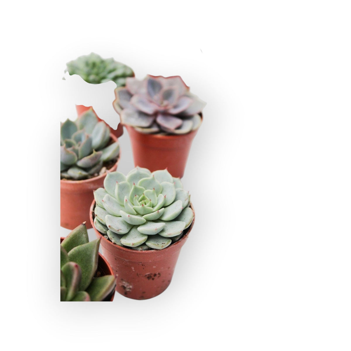 Set van zes succulux Echeveria mini vetplanten in diverse kleuren en rozetvormen in terracotta kweekpotjes