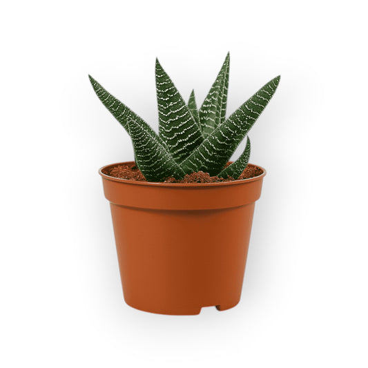 Succulux mini-succulent met gestreepte groene bladeren in een bruine kunststof kweekpot op een lichte achtergrond