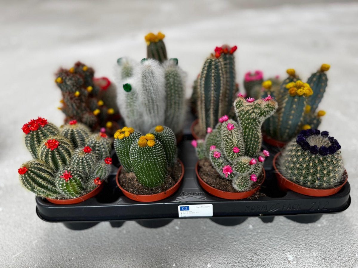 Mix van 8 Cactussen - Succulux