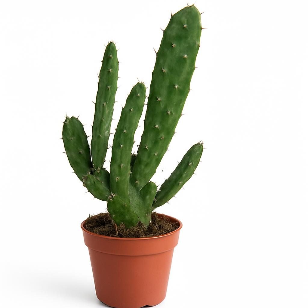 Opuntia cactus - Succulux