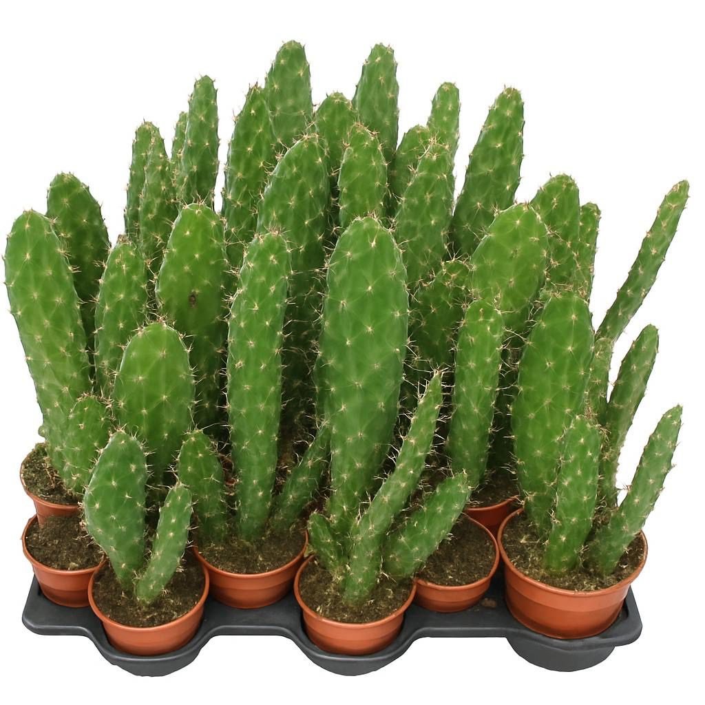 Opuntia cactus - Succulux